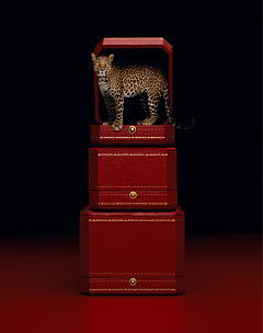 泰迪呀🙈采集到Cartier