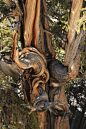 Ancient Bristlecone Pine Forest: 