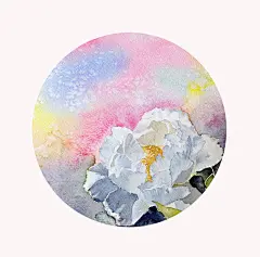芙蓉-羽_Rachel_手绘 水彩 花 芙蓉_涂鸦王国插画