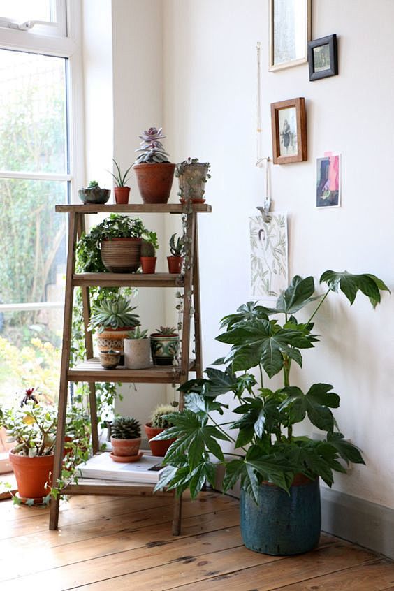 室内植物，多肉植物，仙人掌和室内花园| ...