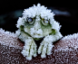 djferreira224:

The wood frog has garnered attention by biologists over the last century because of its freeze tolerance
