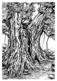花心轻触窈窕采集到钢笔画