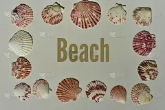 海滩周围的贝壳背景