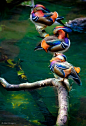 Three Little Mandarin Ducks