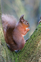 Red Squirrel