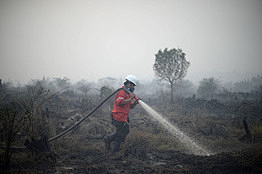 Forest Fires in Indo...