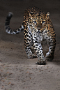 servo leopard” by Paco de la Luz