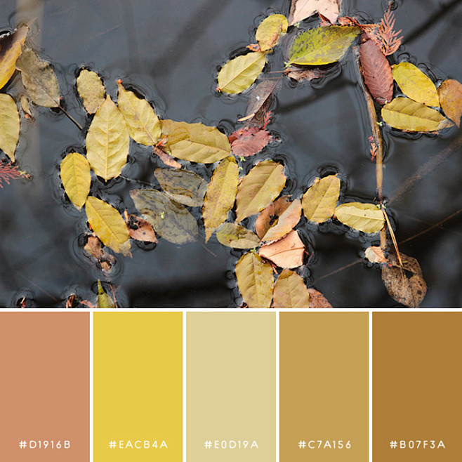 haconiwa Autumn Colo...