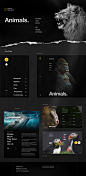National Geographic World Changing Intuitive Website : Designing National Geographic New Website we were at dops.digital striving to create the website which is combined not only with a latest technologies but also with a purest nature feelings. If these 