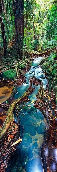 Rainforest, Queensla...