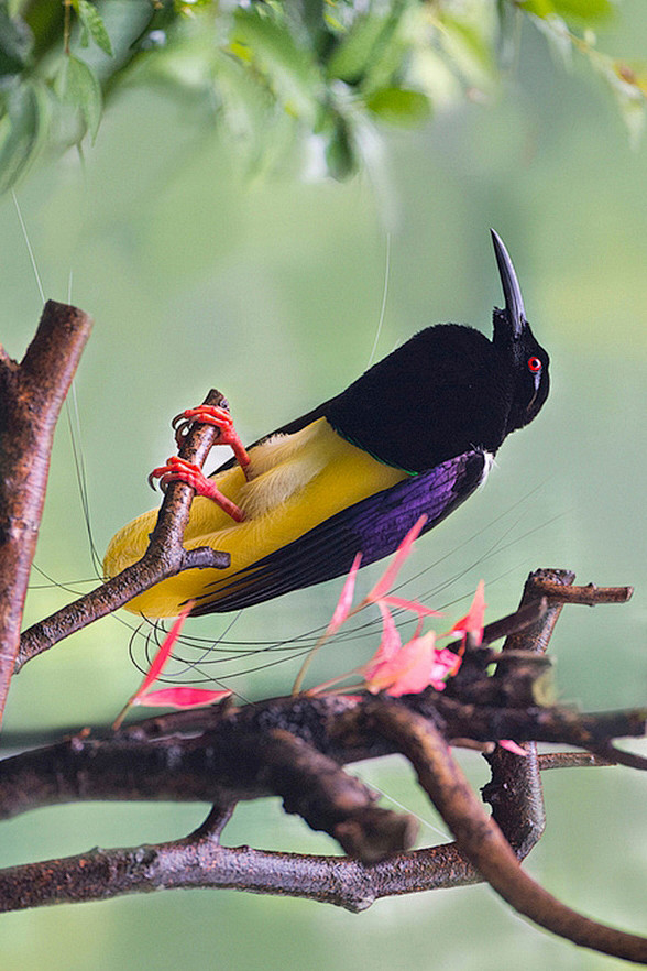 雀形目极乐鸟科十二线极乐鸟属十二线极乐鸟