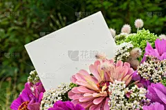 lambs quarters,儿童节,栽培大波斯菊,西洋蓍草,景天属植物,鱼尾菊,礼物标签,美,贺卡,芳香的