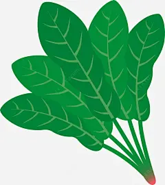 卡通手绘蔬菜装饰海报设计菠菜pngundefined_新图网 https://ixintu.com 卡通装饰 广告设计 海报设计 小清新插画 卡通植物插画 蔬菜插画 蔬菜 美食 菠菜