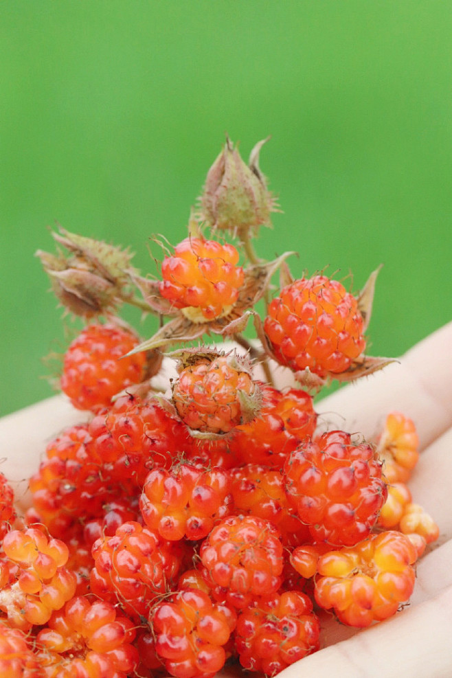插秧泡儿熟了一般这种泡都长在田坎边早稻生长的时候泡儿也逐渐由黄变