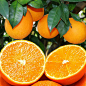 信丰县朋娜脐橙参加全国橙柚评比,获“国优”称号。_百度图片搜索