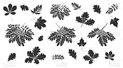 枝,叶子,白色背景,黑色,九月,商务,十月,风,英国,市场营销