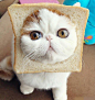 18729773_1200x1000_0.png (499×528)