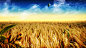 digital art dreamy fields landscapes wallpaper (#1146854) / Wallbase.cc