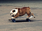   English bull dog skateboarder