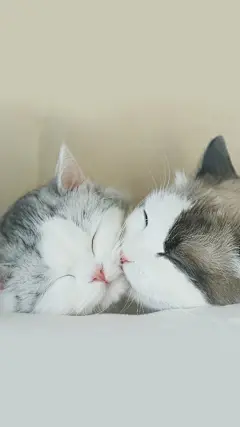 郭斯特的猫   馒头和狐狸 ​

cr@小众壁纸 ​​​​