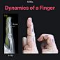 Dynamics of a finger