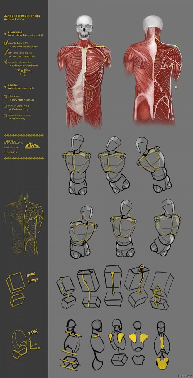 百家人体结构画法 之 肩部-胸腔-后背动...