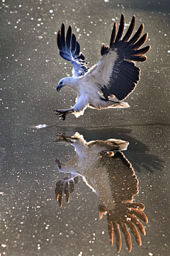 土豆Sue采集到Animal-Aves