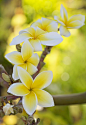 wonderfully sweet-smelling Plumeria: 