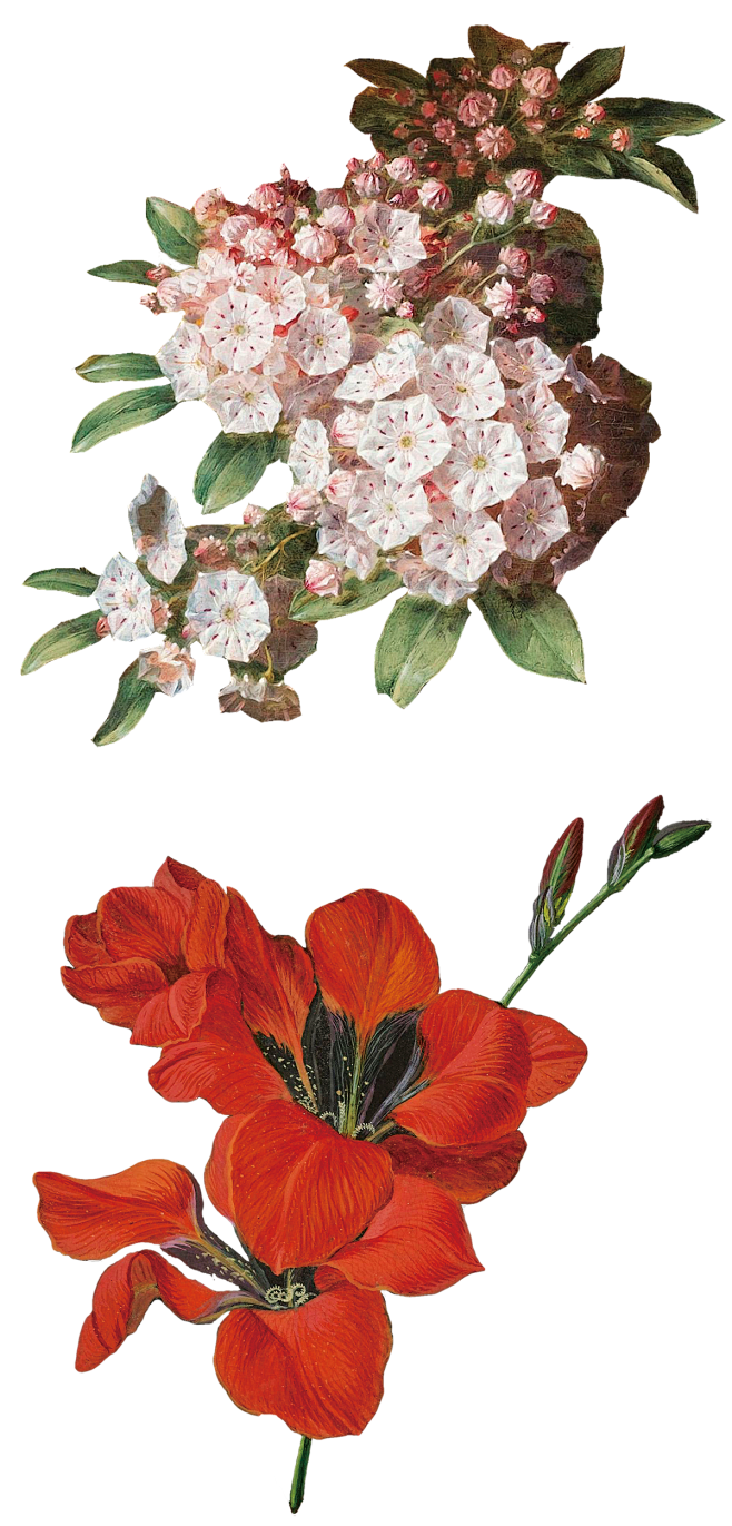 复古油画宫廷花卉植物花朵鲜花拼贴图案PN...