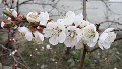 洁白的杏花图片桌面壁纸 #采集大赛#