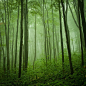 挪威的森林。 作者：摄影师Christian Gendron