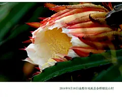 【说说你用过的名字】
虬龙高跃欲量天，我有个霸气侧露的名字量天尺。
霸王鞭、也叫鞭王花、风雨花、番花、剑花、七星剑花、假昙花、三棱剑、三角火旺、三角柱、蛇鞭柱、仙蜜果、玉龙果、龙珠果、红龙果、麒麟果、我有很多名字，但大家最耳熟能详的是火龙果。我用过19个名字
指点江山，激扬文字, 粪土当年万户侯。石山、石三伢子、润之、二十八画生…毛大大用过26个名字，你呢？
