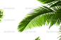 depositphotos_1879160-stock-photo-leaves-of-palm-tree.jpg (1023×682)