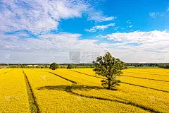 绿树中间是大片开花的黄色草原，鸟瞰图