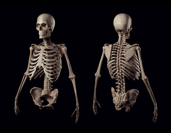 Human skeleton, Roma...