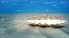水下珍珠之母。封闭的海壳水下自发光从内部。水下沙床上的牡蛎和珍珠。阳光光束和阳光透过水，3d 插图