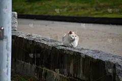 《暮光之城》的猫