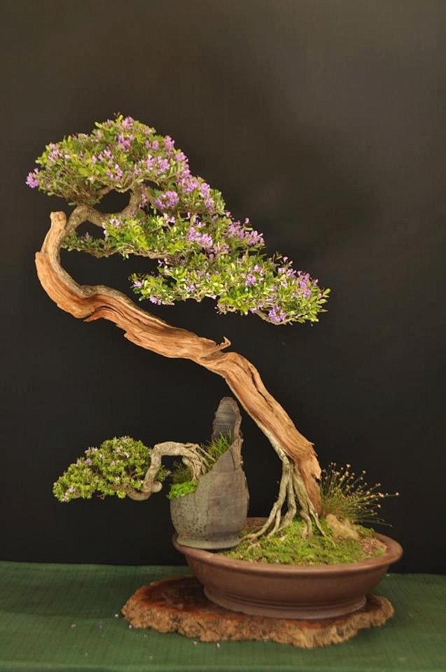 Bonsai