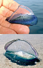 帆水母（Velella），有着众多好听的昵称：“海筏子、紫帆、小帆和风中水手”。它是水母的近亲，长有充气帆状浮囊，下方有具刺细胞的触手、生殖体和营养体（摄食和消化器官）。在热带地区，它们常被暴风雨冲到岸边，因此有时能在海滩上见到上百万只这种水母，不过千万不要把它们和玻璃片搞混了。@北坤人素材