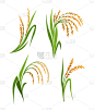 Rice plants collection, Vector isolated design ele