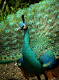 Peacock - by Margotk: 