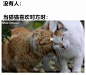表情包