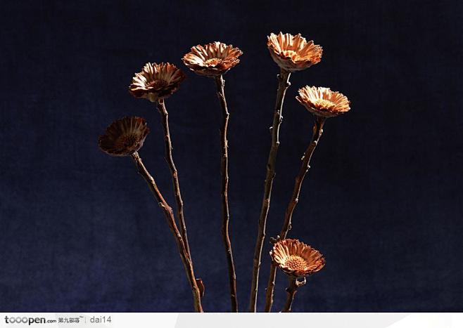 插花艺术-干枯的菊花