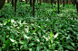 哲盛园林植物地图--一叶兰（蜘蛛抱蛋）-多年生草本