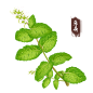 薄荷