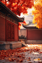 秋季中国北京故宫银杏枫叶风光摄影图