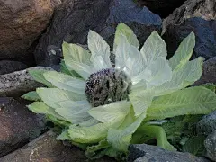 雪域冰山高胜寒，莲出冰石不染尘。花傲峭崖守边关，冷香凌然脱凡俗。

【雪莲花】

【花语】：纯洁.
【别名】：大苞雪莲，荷莲，优钵罗花藏语称恰果苏巴，为菊科多年生草本植物。它不但是难得一见的奇花异草，也是举世闻名的珍稀藏药。