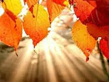 秋天枫叶手机壁纸