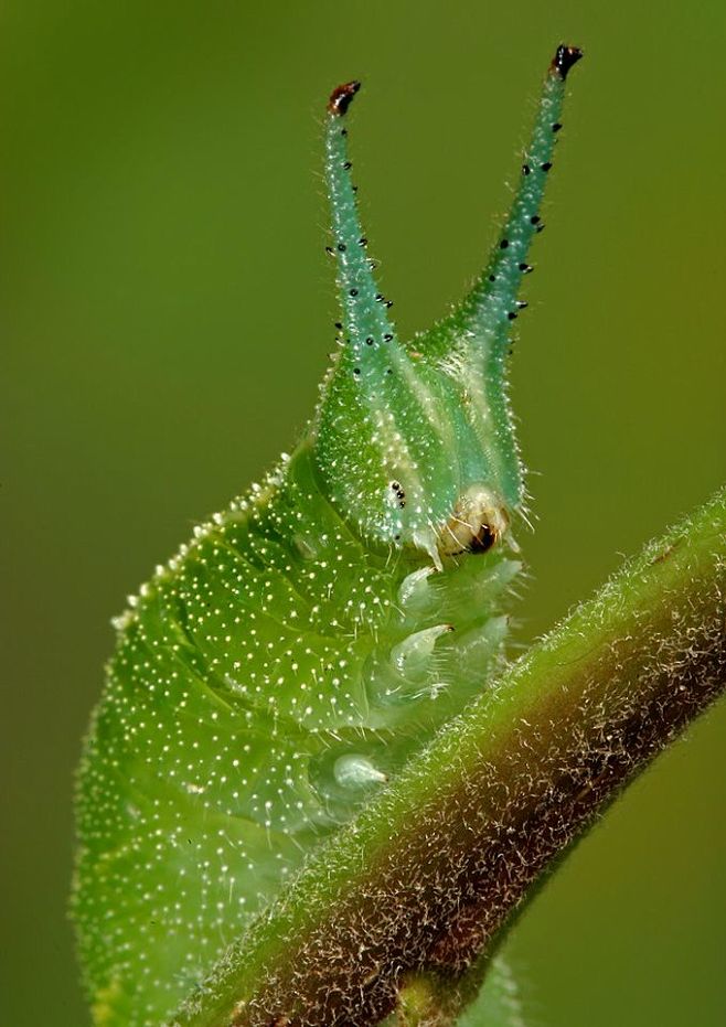 昆虫摄影欣赏