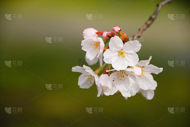 樱桃